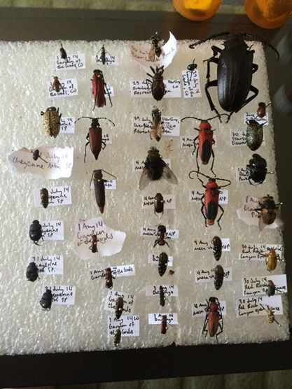 Pinned insects from Colorado